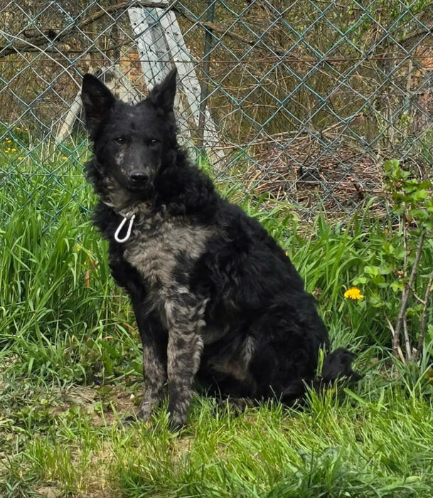 Huba