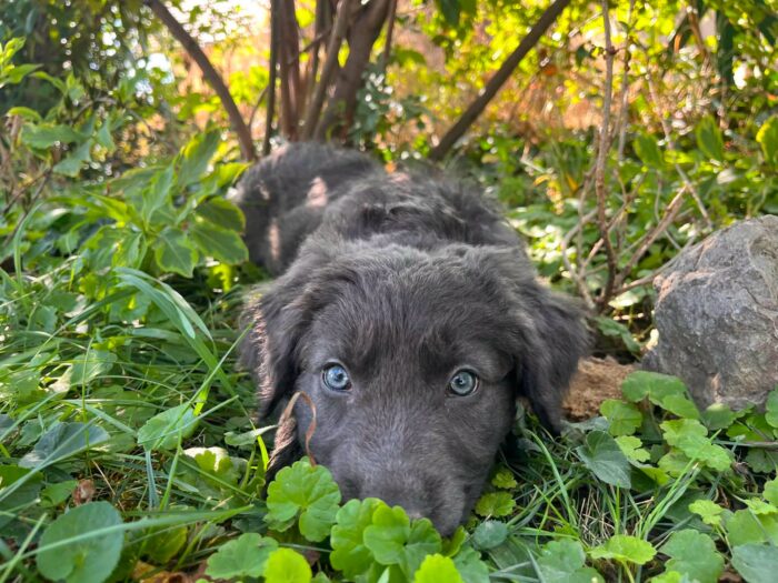 barka
