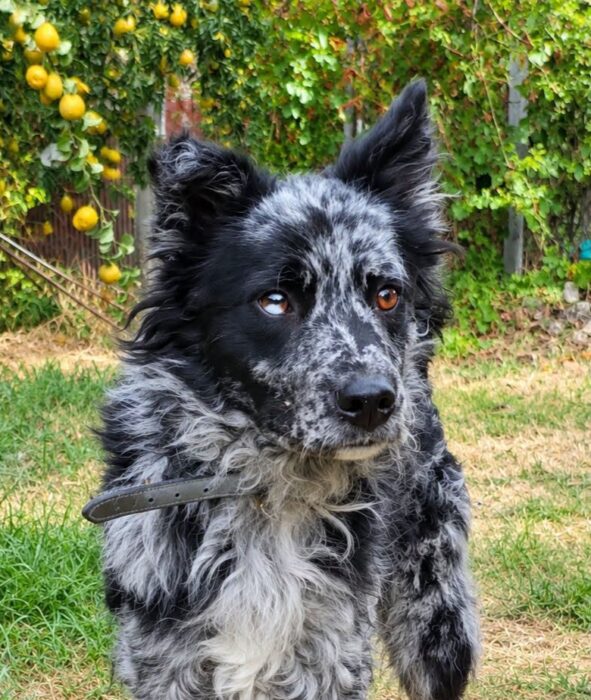 Örs